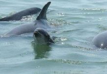 Cá heo "gọi" nhau bằng tiếng huýt