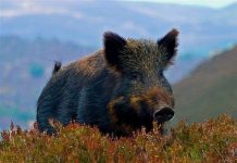 Lợn rừng Mỹ "xâm lược" Mexico