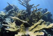 Gần 1/3 diện tích rạn san hô của Indonesia đã bị phá hủy Gần 1/3 diện tích rạn san hô của Indonesia đã bị phá hủy