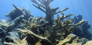 Gần 1/3 diện tích rạn san hô của Indonesia đã bị phá hủy