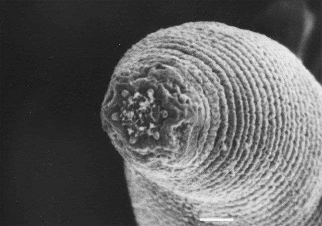 Những loài ẩn mình nghìn năm sâu trong lòng Trái Đất