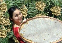 RPG-6 nâng cao chất lượng nhãn lồng Hưng Yên