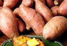 Phục tráng khoai lang Hoàng Long năng suất cao