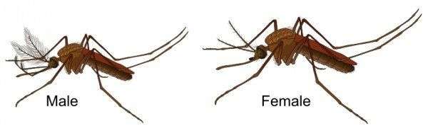 9 sự thật thú vị về loài muỗi