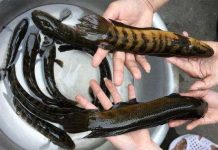 Bảo tồn và phát triển thành công loài cá trối quý hiếm