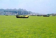 Đám tảo khổng lồ đe dọa Trung Quốc