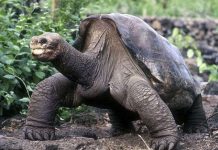 Rùa George quá cố vẫn còn họ hàng