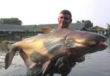 Những loài cá khổng lồ của sông Mekong