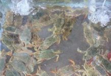 Sản xuất thành công cua giống bằng thức ăn công nghiệp