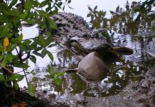 Cá sấu tấn công và ăn thịt cá mập khiến chuyên gia kinh ngạc Cá sấu tấn công và ăn thịt cá mập khiến chuyên gia kinh ngạc