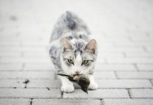 Australia báo động nguy cơ mèo tận diệt loài chim