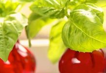 Tự trồng húng quế theo cách thủy canh đơn giản tại nhà