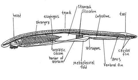Cá van xương - Amphioxus