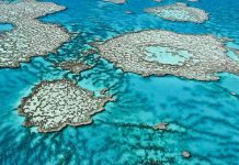 Các rạn san hô sẽ chết hết nếu tình trạng axit hoá nước biển không giảm