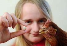 Quả trứng gà nhỏ nhất thế giới