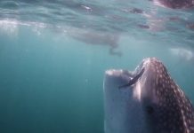 Chiếc miệng to như hố sâu của cá mập voi 10 mét