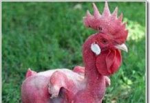 Darwin có thể mắc sai lầm về nguồn gốc hoang dã của gà