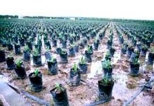 Dầu cọ – nhiên liệu tương lai hay thảm họa sinh thái? Dầu cọ – nhiên liệu tương lai hay thảm họa sinh thái?