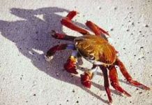 Cua biển khổng lồ 'xâm lược' châu Âu