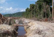 Đồn điền cọ dầu gây đe dọa chất lượng nước