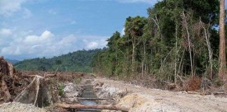 Đồn điền cọ dầu gây đe dọa chất lượng nước