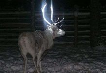 Sơn huỳnh quang lên gạc tuần lộc để ngăn chặn tai nạn