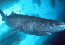 Loài cá mập kỳ dị nhất thế giới