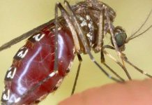 Loài muỗi khổng lồ có cú chích máu thấu xương Loài muỗi khổng lồ có cú chích máu thấu xương