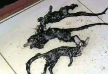 Sinh vật lạ đầu mèo mình chuột khiến dân Nam Phi sợ hãi