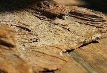 Những ‘con mối’ kinh hoàng của biển Những 'con mối' kinh hoàng của biển