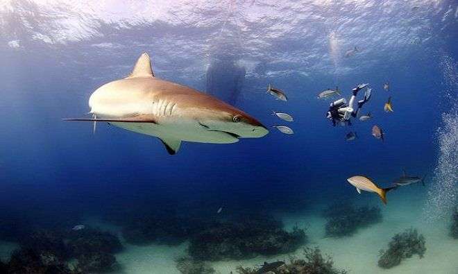 Chuyên gia về cá mập tiết lộ cách phản đòn sát thủ biển cả