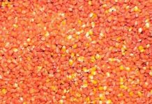 6 viện hàn lâm bác bỏ nghiên cứu ngô GM gây ung thư