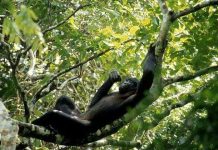 Khỉ mẹ biết giúp con tăng khả năng tìm bạn gái