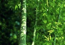 Lịch sử ra đời của pháo hoa