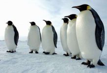 Tại sao chim cánh cụt Nam Cực sợ bóng tối?