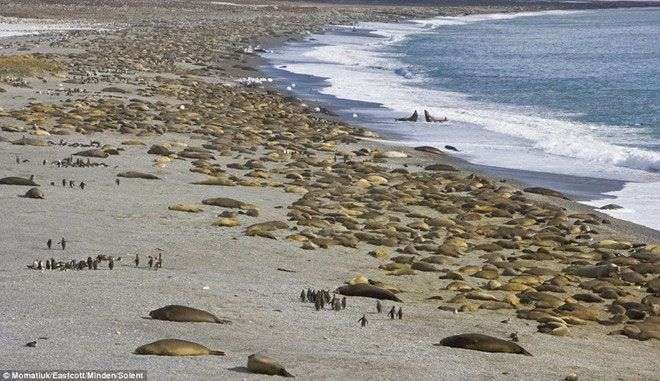 Chim cánh cụt, hải tượng chen chân ở bãi biển