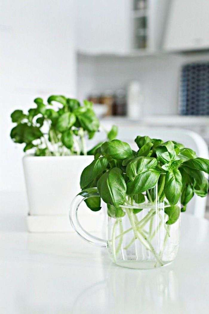 Tự trồng húng quế theo cách thủy canh đơn giản tại nhà