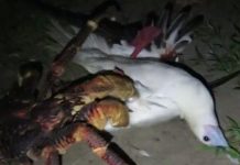 Cua vung càng quắp gọn chim điên đang ngủ Cua vung càng quắp gọn chim điên đang ngủ