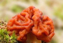 Những loài nấm kỳ lạ nhất thế giới Những loài nấm kỳ lạ nhất thế giới