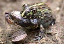 Các nhà khoa học phát hiện ếch ăn thịt cả đồng loại