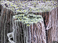 Dây thần kinh mới được phát triển từ tế bào mỡ