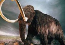 Con người làm thay đổi khí hậu từ hàng nghìn năm trước?