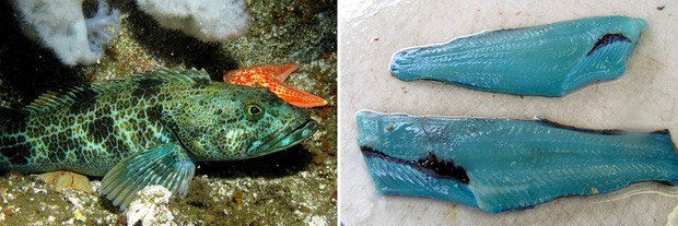 Cận cảnh loài cá có thịt xanh lè dài đến 1m đặc biệt nhất hành tinh