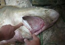 Cá mập ở Bình Định là tài nguyên đặc biệt Cá mập ở Bình Định là tài nguyên đặc biệt