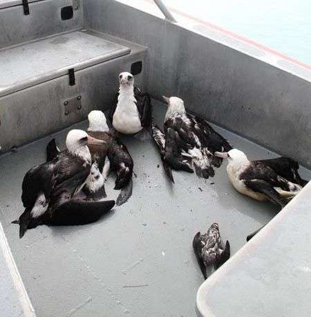 Hàng nghìn chim biển chết vì sóng thần ở Mỹ
