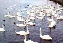 Kỹ thuật nuôi ngan Pháp (phần 2)