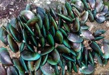 Hướng dẫn kỹ thuật nuôi chem chép ở vùng biển nhiều sóng gió