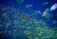 Loài cá đang bị mất phương hướng do nồng độ CO2 cao