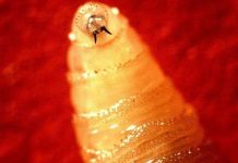 Dòi ăn thịt biến hàng chục con hươu thành xác sống