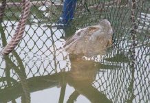 Điều trị cho cụ Rùa "trong hai tuần"